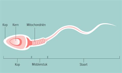 Levenscyclus en levensduur van sperma 